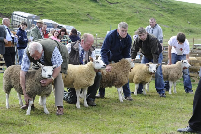 Handlers line up with their sheep for judging at Glendale Show 2010.