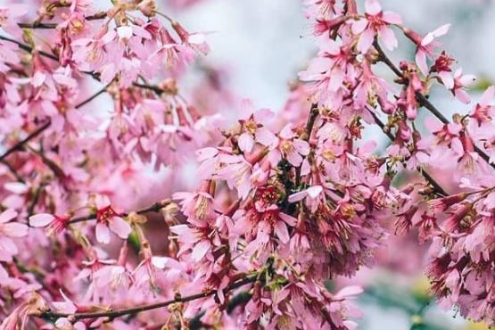 Cherry blossoms photographed by  @joeposkittphotography