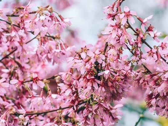 Cherry blossoms photographed by  @joeposkittphotography