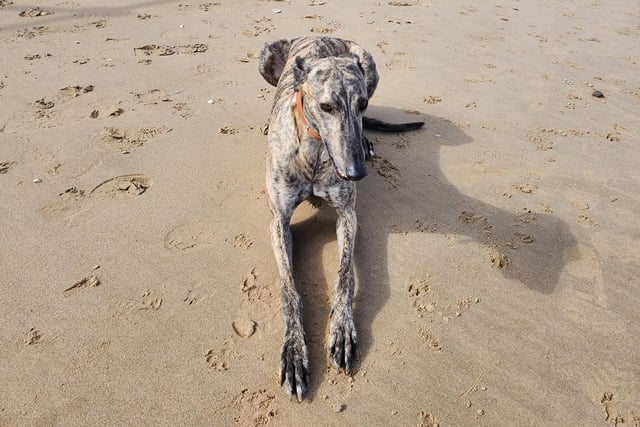 Karen Hobson said: "Sean is so laid back and gentle. His favourite place to be is running on the beach. Where he can run just for fun. He's a retired racer."