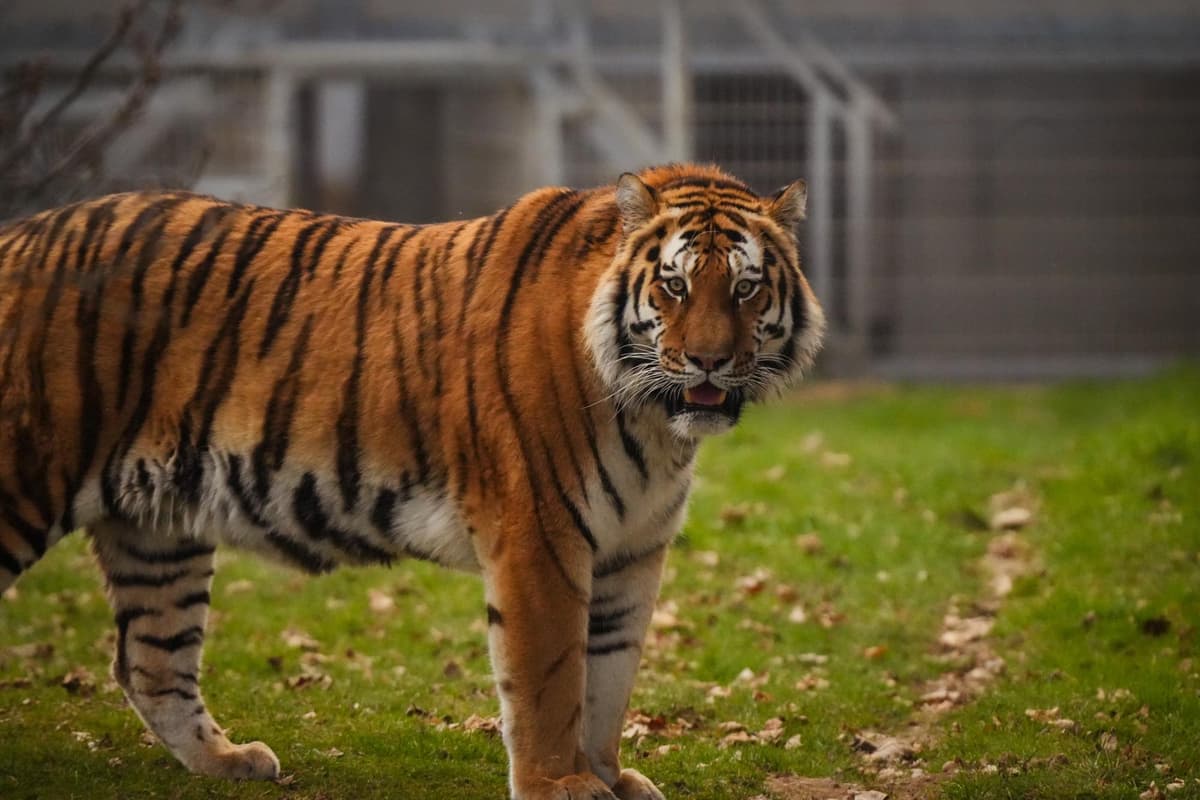 Yorkshire Wildlife Park: Police reveal fate of tiger involved in fatal ...