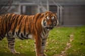 Altai, the Amur tiger, travelled more than 1,135 miles from Norway to join YWP’s resident tigress, Tschuna