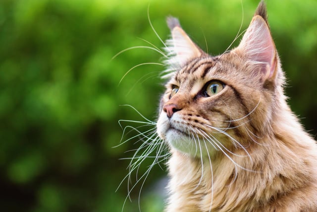 Maine Coon cats are gentle in nature and very friendly, which makes them good companions. They are usually tender, playful and curious, which makes them kitten-like throughout their lives (Photo: Shutterstock)