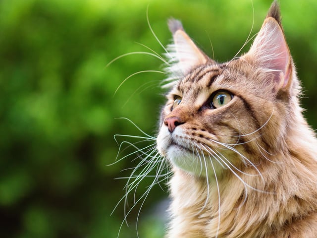 Maine Coon cats are gentle in nature and very friendly, which makes them good companions. They are usually tender, playful and curious, which makes them kitten-like throughout their lives (Photo: Shutterstock)