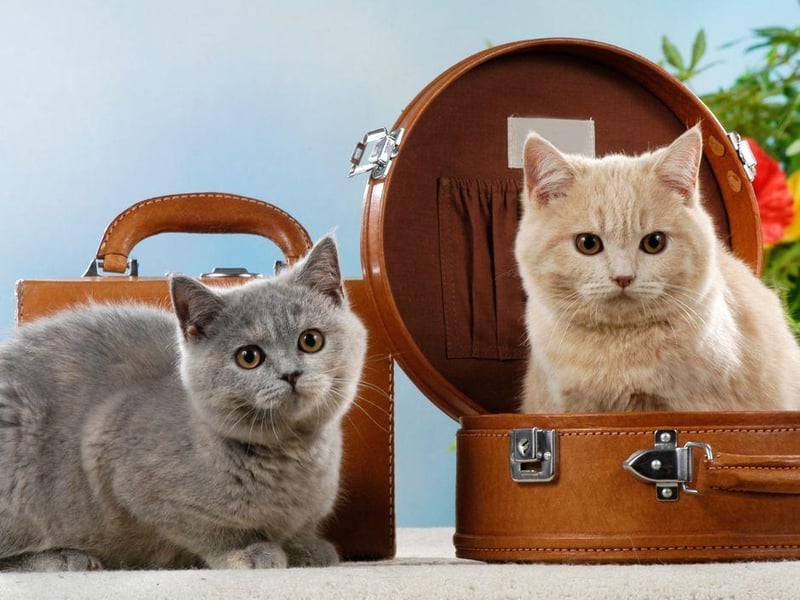 The British Shorthair is one of the more commonly known cat breeds and has 15,094,891 tags on Instagram.