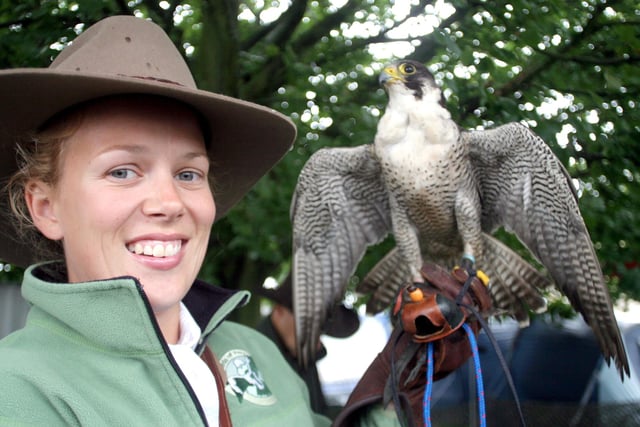 Falconer from CJ Birds of Prey with a Male Peregrine Oban in 2006