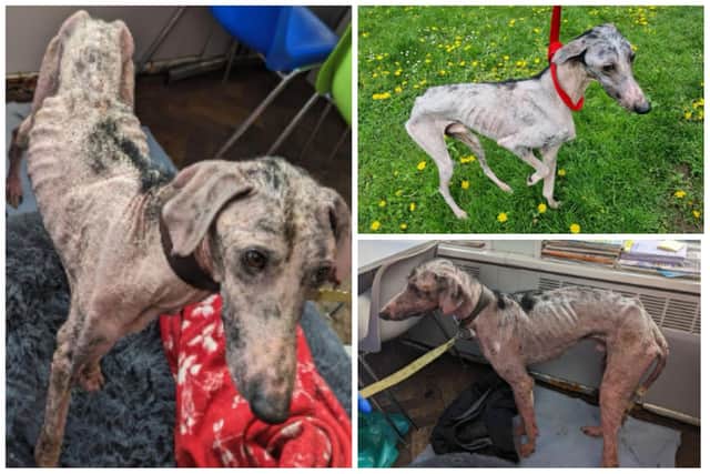 The RSPCSA was shocked when the thinnest dog one of its inspectors has ever seen during his career was found dumped in a South Yorkshire street