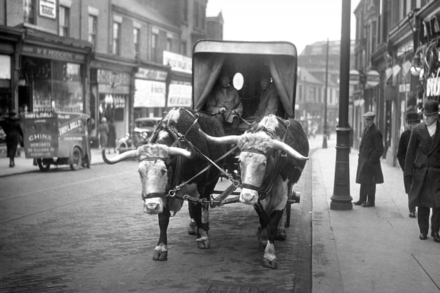 Oxen drawing a suet van through a street in Sunderland in 1935.
