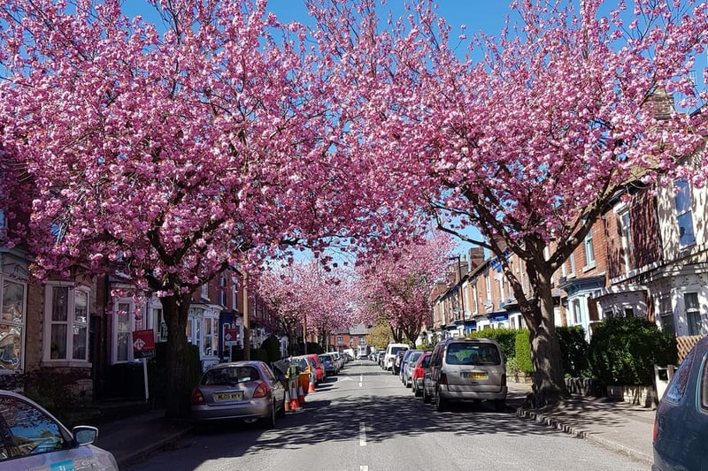 "Cherry blossom season in Sheffield" says Anjum, or rather 'shows' the beautiful spring day colours in this picture.