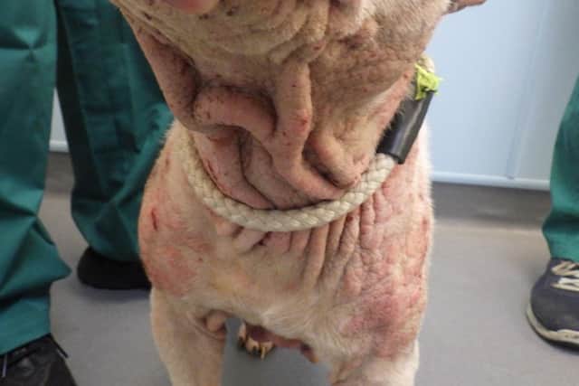 A vet who examined Missy said she was suffering from an untreated skin disease which would have been present for ‘a number of months’ given its severity.