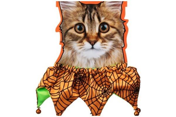 Available in sizes small, medium or large, dress either your cat or dog in this orange collar from B&M this Halloween. bit.ly/2SMjMAP (Photo: B&M)