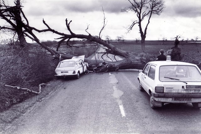 The driver and passenger of this car on the Hardstoft to Tibshelf road near Chesterfield had a lucky escape when a giant tree was blown onto their car in the gales which swept the area in December 1982