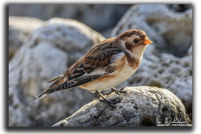 A snow bunting, pictured taking a breather at South Shields Pier.