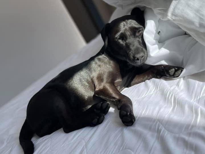 This is Coco, owned by Sophia Molloy.