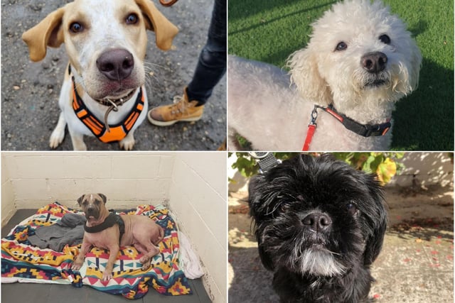 There are thirteen rescue dogs at Thornberry Animal Sanctuary in Rotherham all searching for their forever homes