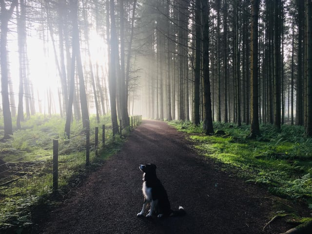 Brodie, our Border Collie who was out walking at Beecraigs Country Park. We called it ‘Squirrel Watching’.