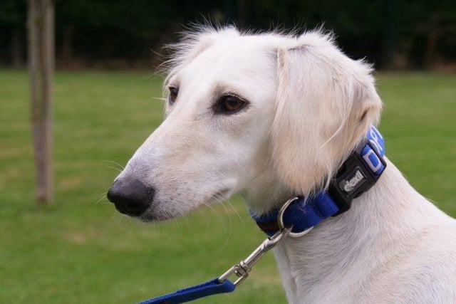 Meet Saluki, a two year old female.  Tina hasn’t had the best start in life and requires experienced dog owners to nurture her needs and allow her to flourish. She can’t be rehomed with cats or rabbits as she has a high chase drive but would gain confidence living with another dog. Tina feels more comfortable walking and following another dog, male or female. This will help her in new situations as she is very timid and gets spooked easily. A home in a quiet, preferably rural area would best suit Tina due to her nervous disposition; she will need gradually introducing to things such as traffic.
Tina will need lots of gentle reassurance, patience and time to settle. She will need training in all area’s including house training but she is extremely loving, playful and affectionate when she knows you. She has much to offer her new family, a beautiful, gentle girl who deserves a second chance. Contact: RSPCA Radcliffe Animal Centre
 0115 855 0222. Email: info@rspca-radcliffe.org.uk or see https://rspca-radcliffe.org.uk/animals/dogs/