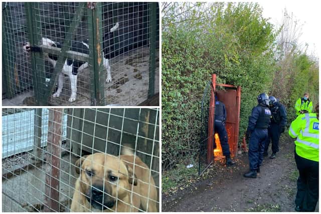 A raid was carried out on an allotment in Darnall yesterday where 12 dogs were recovered and taken into the care of the RSPCA.