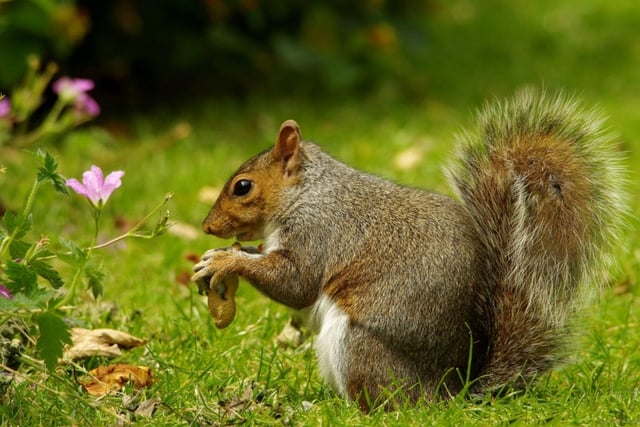 This hungry squirrel was captured tucking into some food at The Botanical Gardens.