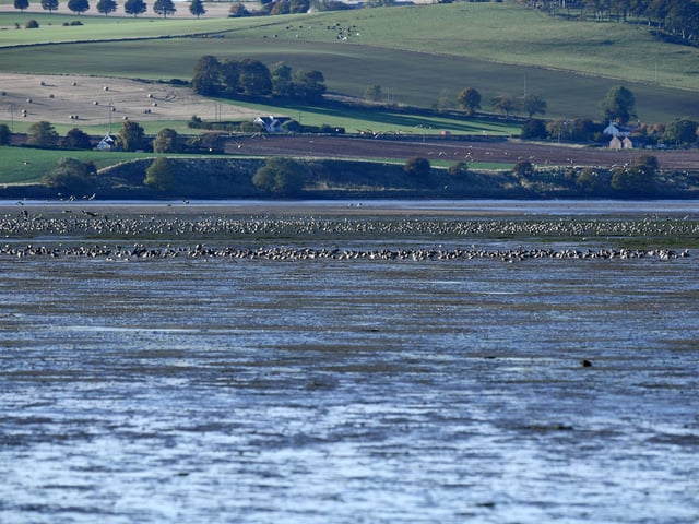 Pink-footed geese gather at Montrose Basin.