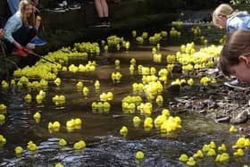 The Friends of the Porter Valley Duck Race at Endcliffe Park in Sheffield (photos by Jan Nimmo)