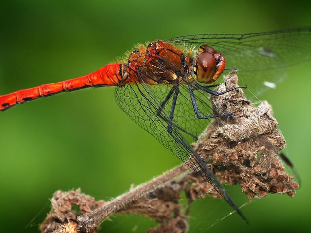 Hoghly commended - Common darter in Witham, Essex. striking shot of two foxes in the midst of a fierce brawl in Pitsea, Essex, their teeth bared as they snapped and clawed at one another.