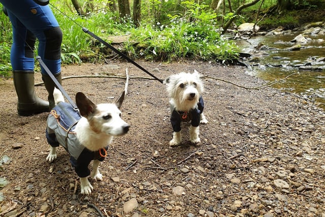 Gillian Willingale sent in this picture of her dogs Izzy and Holly.