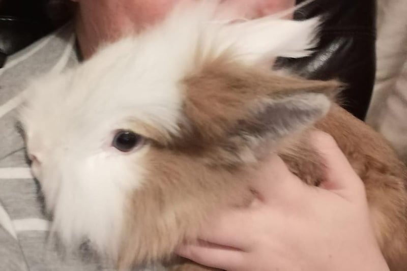 Christine Carnall said: Toffee the Lionhead bunny was my lockdown birthday present in June last year. She's such a character, loves to give you cuddles and licks and has brightened mine and my two little ones' lives.