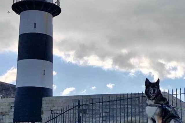 Benji enjoying the views in Southsea. Picture: Annie Hoare