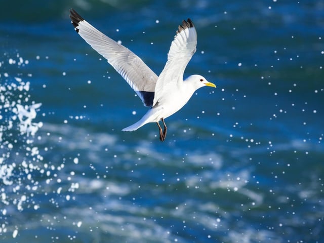 Kittiwakes are majestic seabirds found along Scotland's North Sea Coasts, Orkney, and Shetland. They are currently on the RSPB's 'red list' - the highest conservation priority - and have declined by approximately 60 per cent since the 1980s. This is due to rising sea temperatures and overfishing causing a reduction in their main food source, the sand eel.