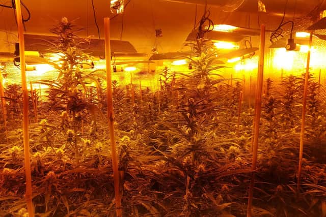 A £700,000 cannabis farm was discovered in Sheffield yesterday