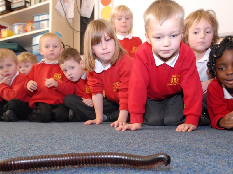 The day the discovery zoo came to Harton Infants School in 2010. Remember it?