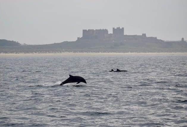 Dolphins off the coast of Bamburgh Castle (photo: @rob_northern)
 .