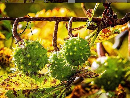 The first of the autumn photos we've had this year comes from @atmospheric_images with these conkers.