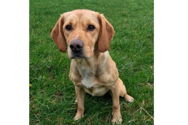 A four year old Labrador/Springer cross who works as a drugs, cash and firearms dog