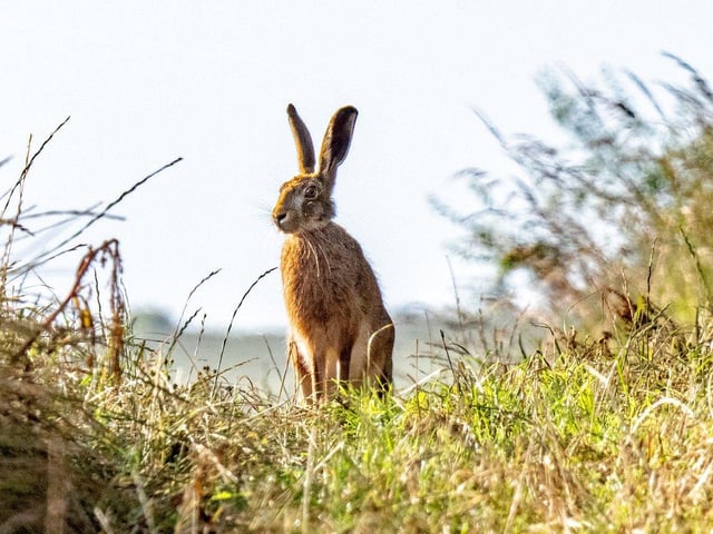 Whilst walking this morning in glorious weather I came face to face with this magnificent Brown Hare which allowed me a portrait session.