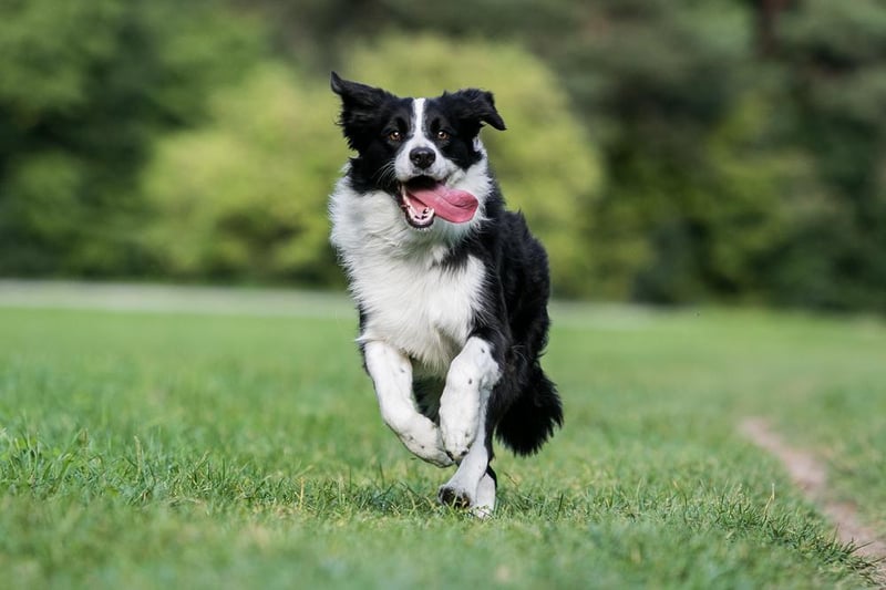 The beloved Border Collie was revealed as Australia’s favourite pooch.