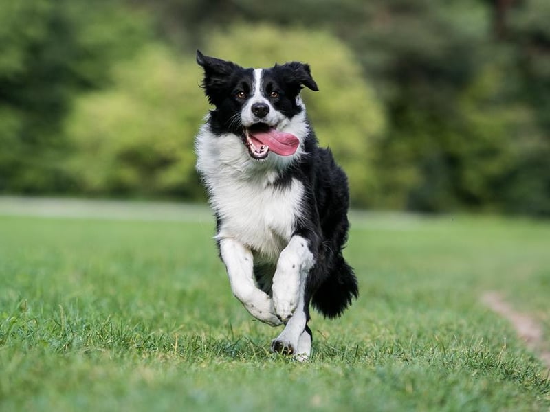 The beloved Border Collie was revealed as Australia’s favourite pooch.