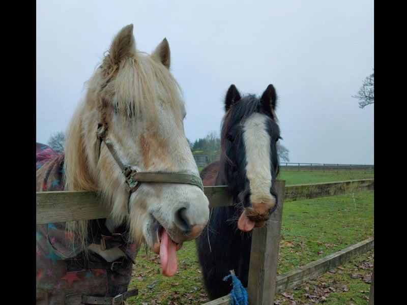 Ashley captured this handsome pair in Wickham.
