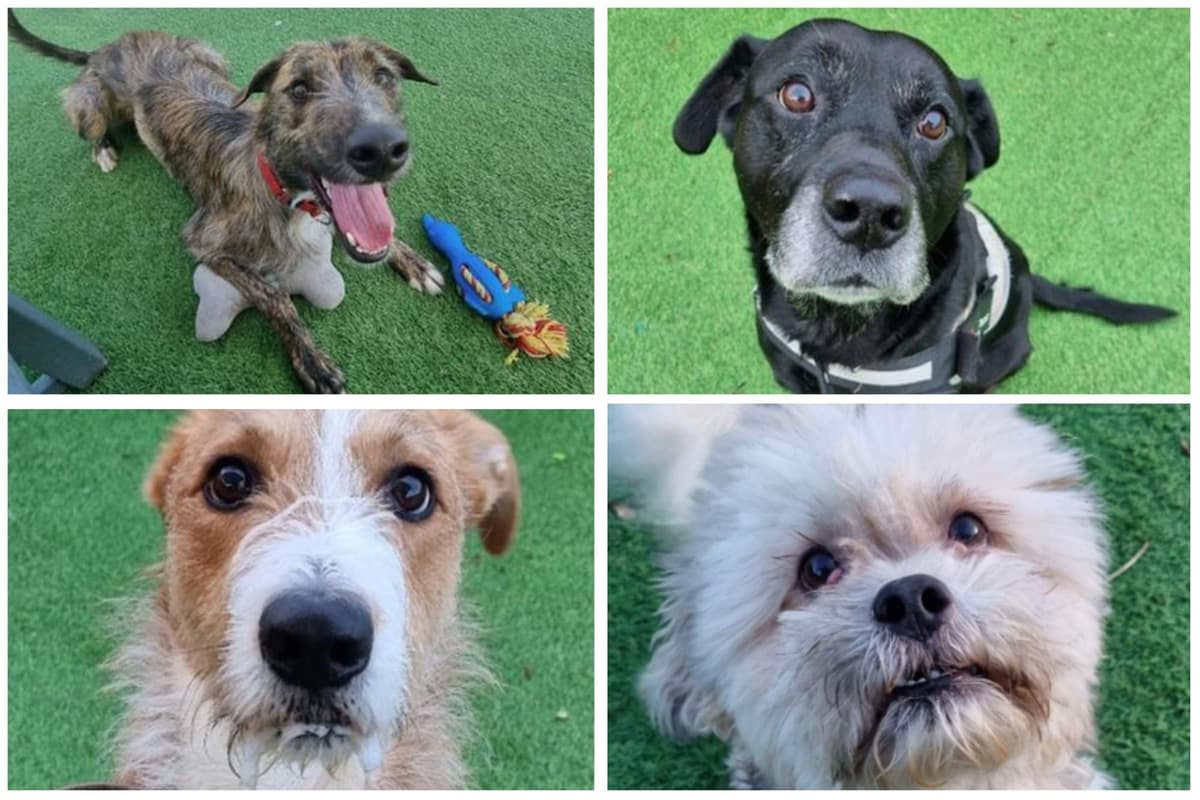Dogs That Rescue Rescue dogs Sheffield: 9 adorable dogs looking for their forever homes ...