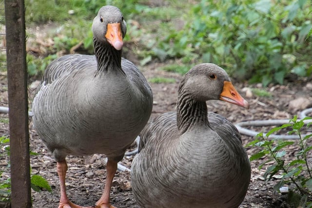 Here is Mungo and Miny, who came to Manor Farm in 2013 as abandoned goslings.  It’s never ideal to keep wildlife in captivity long term but these stunning Greylag geese were too tame to be set free so they live a safe life of luxury alongside the sanctuary’s 80 hens, ducks and other geese.  They’re very cheeky and will run off with things from pockets given half a chance!