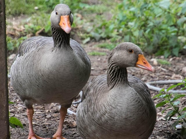 Here is Mungo and Miny, who came to Manor Farm in 2013 as abandoned goslings. It’s never ideal to keep wildlife in captivity long term but these stunning Greylag geese were too tame to be set free so they live a safe life of luxury alongside the sanctuary’s 80 hens, ducks and other geese. They’re very cheeky and will run off with things from pockets given half a chance!