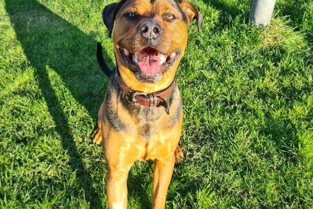 The tan and black Rottweiler crossbreed is approximately 2 years old. Described as a "big goof", Bruno acts big and tough, but is a really sensitive and insecure dog. He is a clever and friendly dog and would really benefit from a loving family he can attach to.