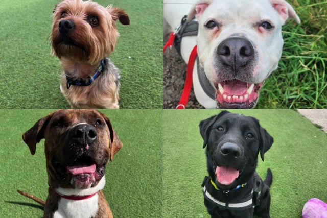 Dogs of all shapes and sizes are waiting to be adopted - can you offer them a home?
