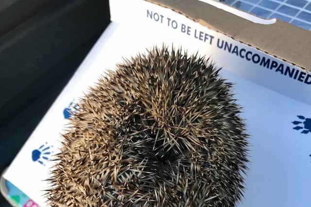 Rescuers said the hedgehog was about two foot down the drain.
