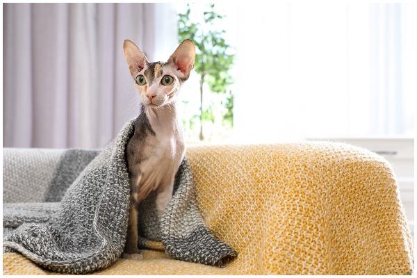 Sphynx cats love attention, and are very playful and chatty. Sphynx cats are one of the most undemanding and friendly cat breeds (Photo: Shutterstock)