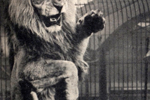 A very angry looking lion disagrees with Dick Chipperfield. Who would want this job?