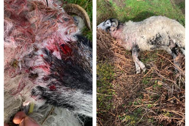 Police have issued these pictures of a sheep which was killed during the bank holiday near Langett, South Yorkshire. ‘Irresponsible’ dog owners have been blamed