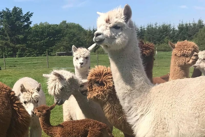Auld Mill Alpacas have one of the largest herds in Scotland, and offer alpaca experience treks around the countryside near Elgin, in Moray. They also have a farm shops selling alpaca-related items. Find out more at www.auldmillalpacas.co.uk.