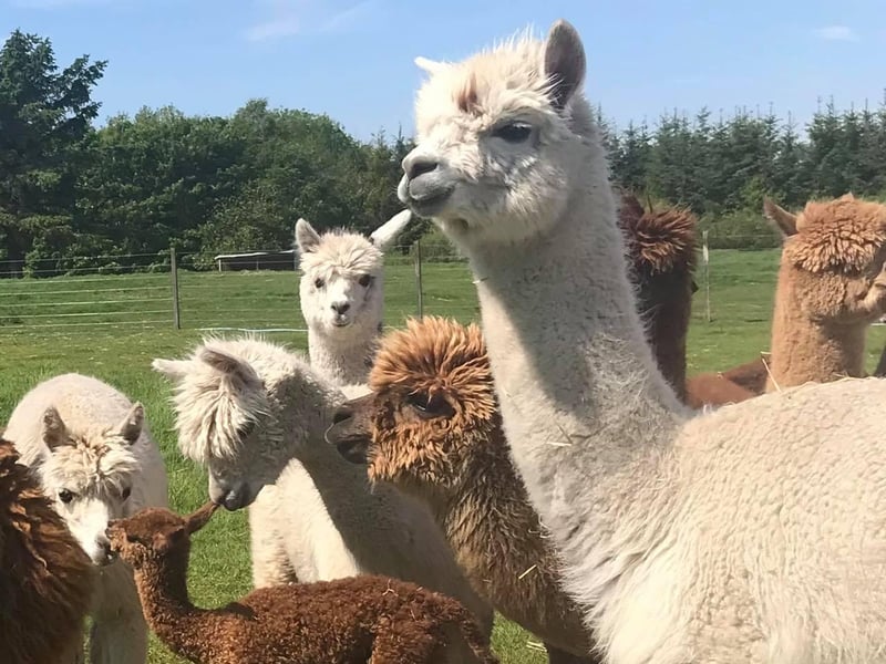 Auld Mill Alpacas have one of the largest herds in Scotland, and offer alpaca experience treks around the countryside near Elgin, in Moray. They also have a farm shops selling alpaca-related items. Find out more at www.auldmillalpacas.co.uk.